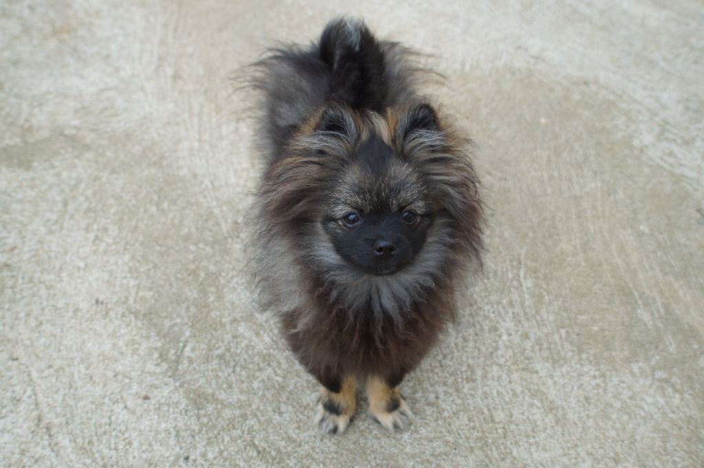 chiot Spitz allemand du Jardin de Chimère