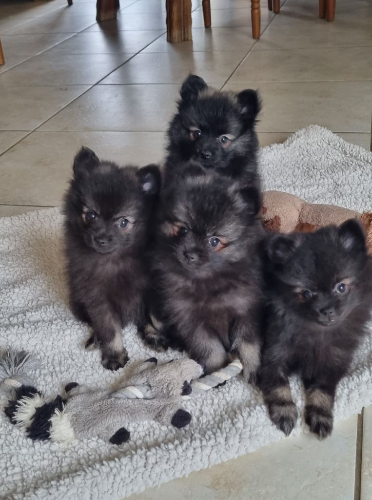 Chiot Spitz allemand du Jardin de Chimère